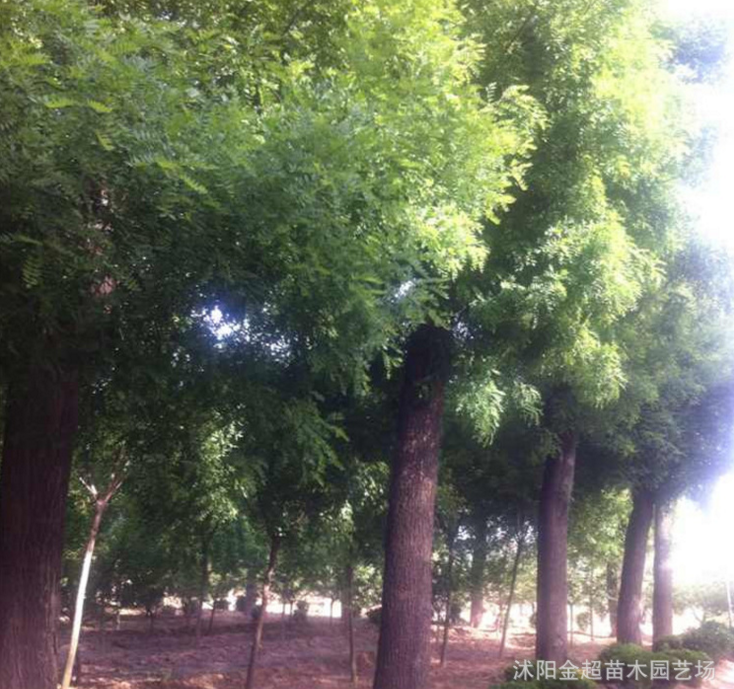 基地國槐樹苗直銷 大小規(guī)格全國槐小苗 工程綠化苗木 綠化行道樹