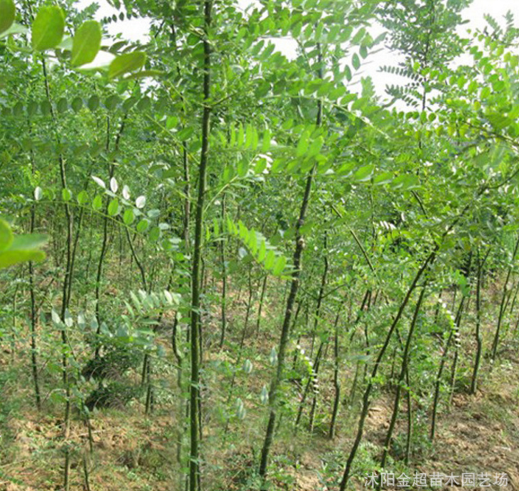 基地國槐樹苗直銷 大小規(guī)格全國槐小苗 工程綠化苗木 綠化行道樹