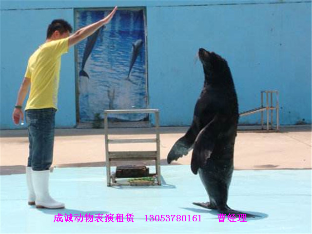 哪里有出租海獅的 海獅表演出租價格