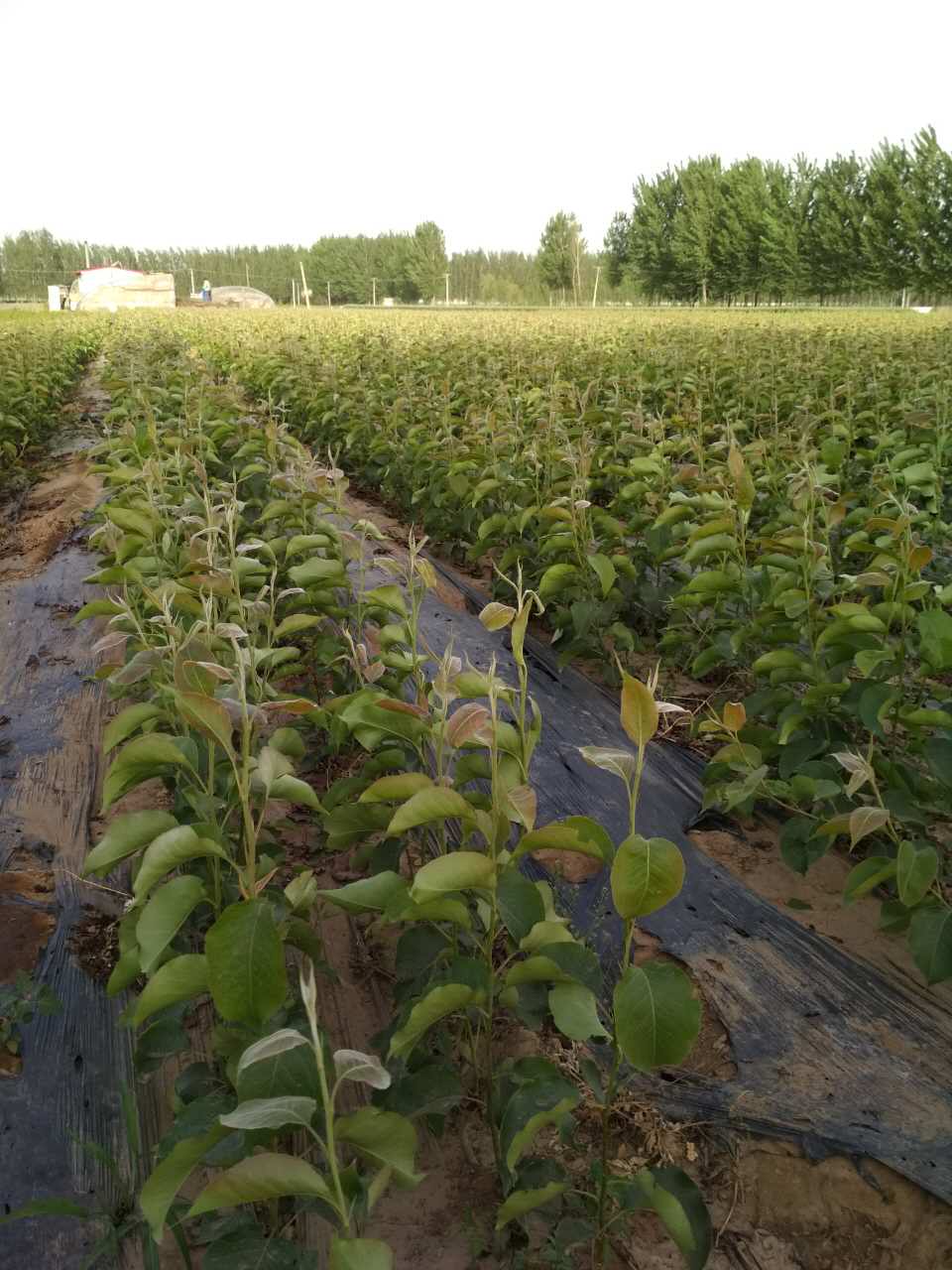 昌黎縣蘋果樹苗批發(fā)商,昌黎縣蘋果樹苗價(jià)格多