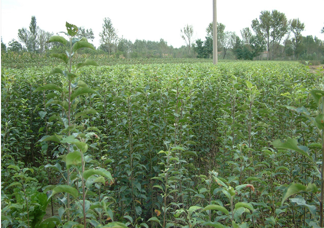 昌黎縣蘋果樹苗批發(fā)商,昌黎縣蘋果樹苗價(jià)格多