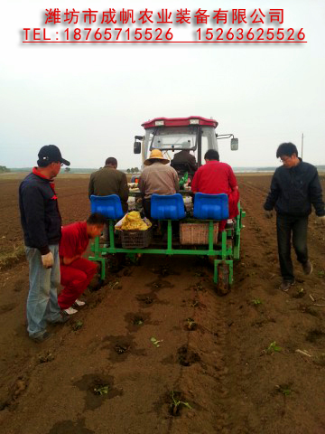 西紅柿 成帆2ZBX-3型甘藍(lán)移栽機(jī) 甘藍(lán)