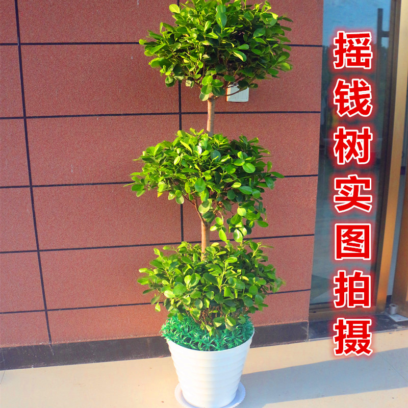 武漢辦公室內(nèi)植物盆栽租擺送貨上門，武漢花卉租擺包維護(hù)和定期更換植物租賃