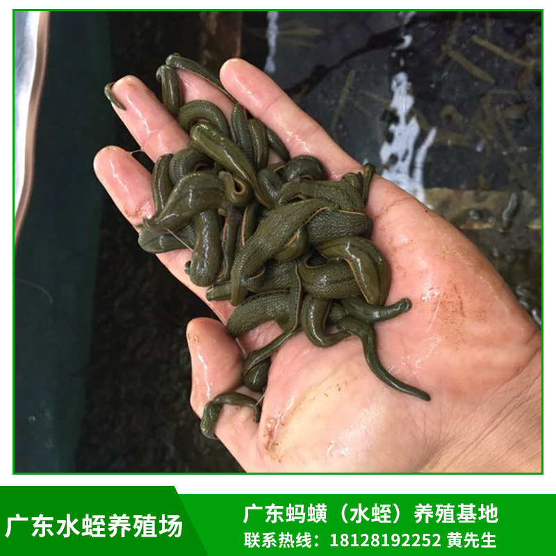 廣東水蛭養(yǎng)殖場(chǎng)供應(yīng)菲牛蛭/金邊螞蝗種苗/青年苗/幼苗基地直銷