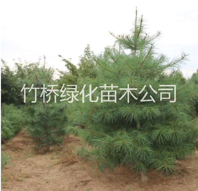 25公分羅漢松  15一20直徑羅漢松價(jià)格 廣西羅漢松基地