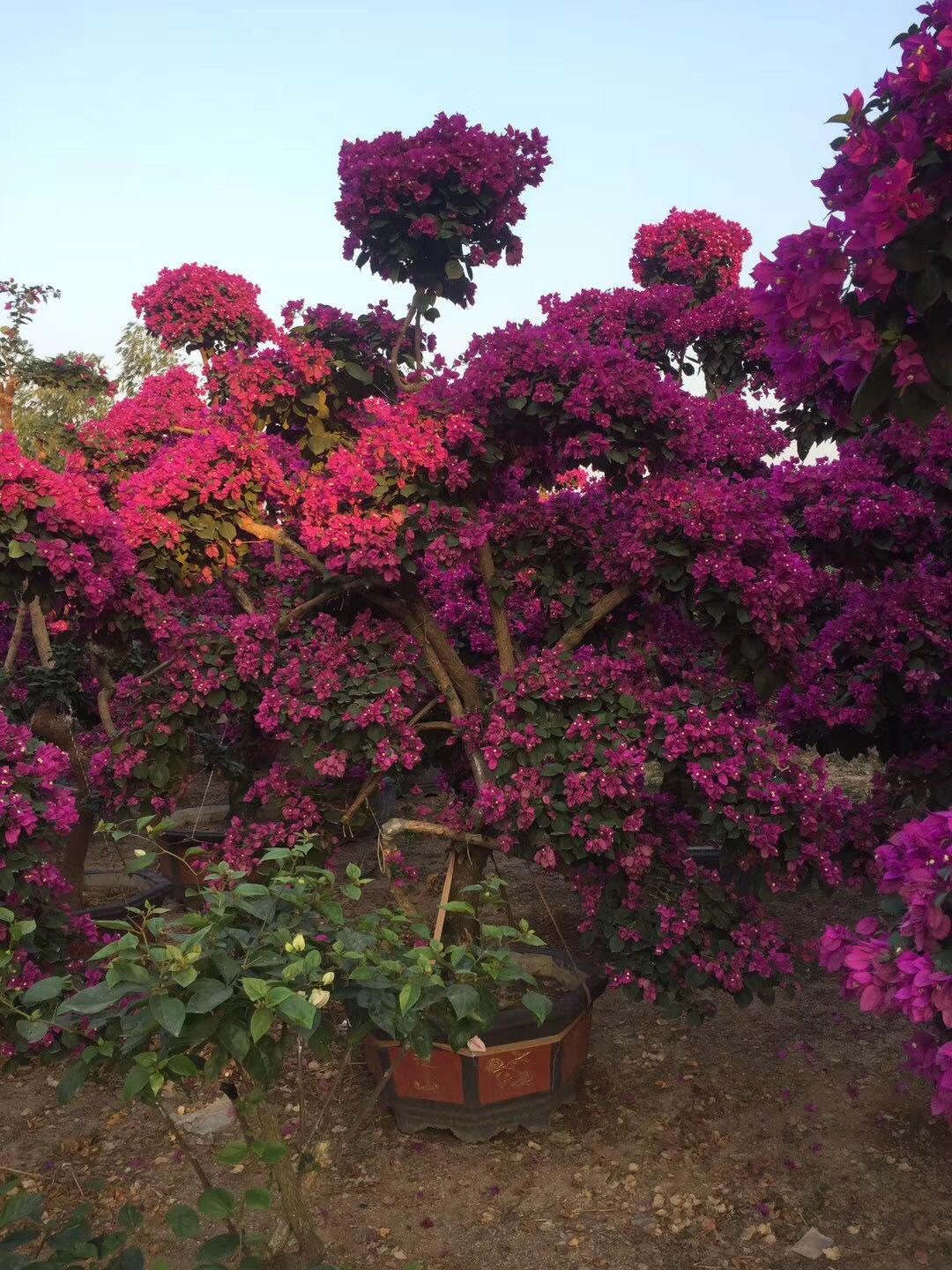 海南三角梅產(chǎn)品供應，海南三角梅采購，海南三角梅苗木，海南紫花三角梅造型