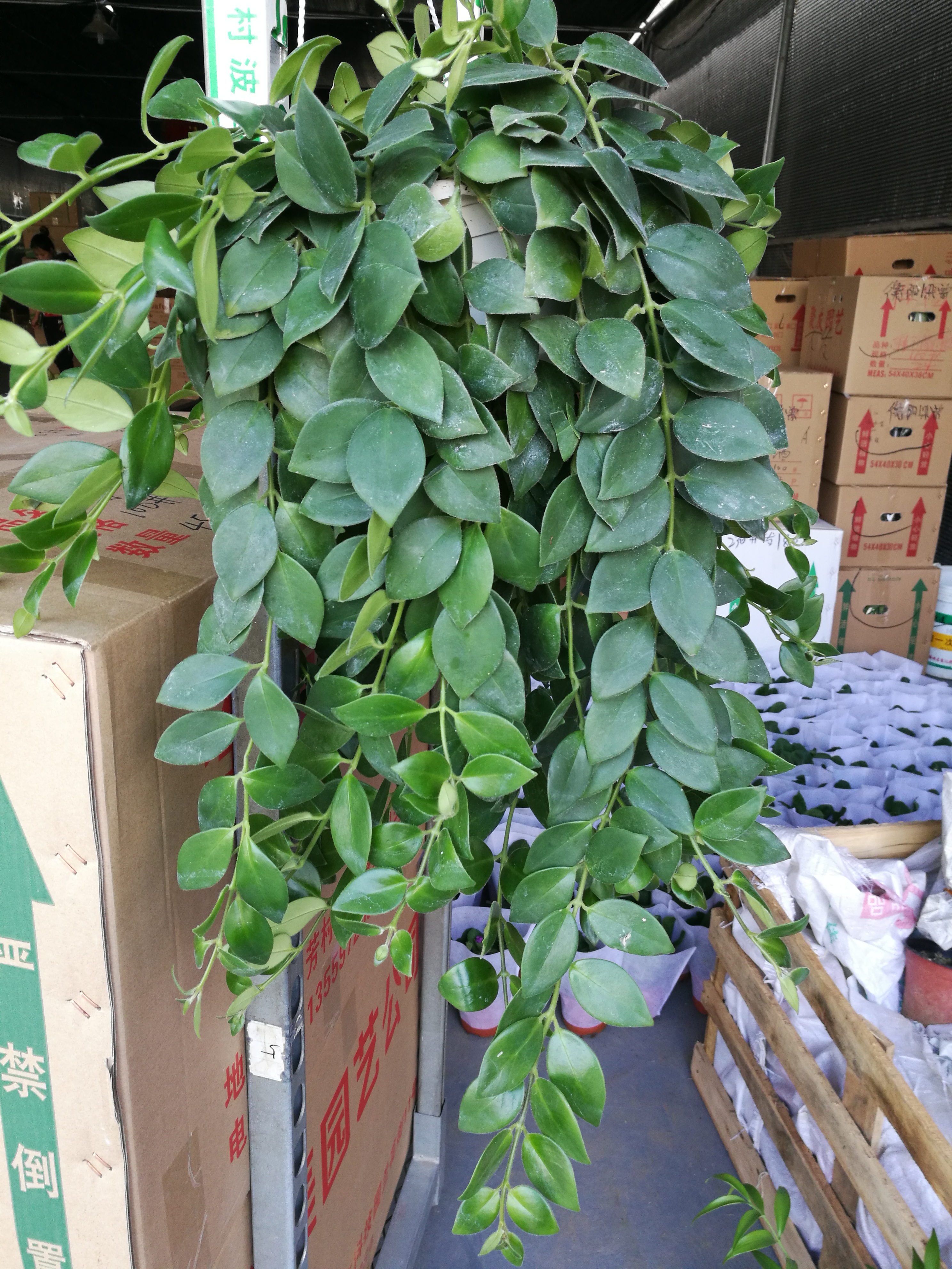 口紅花