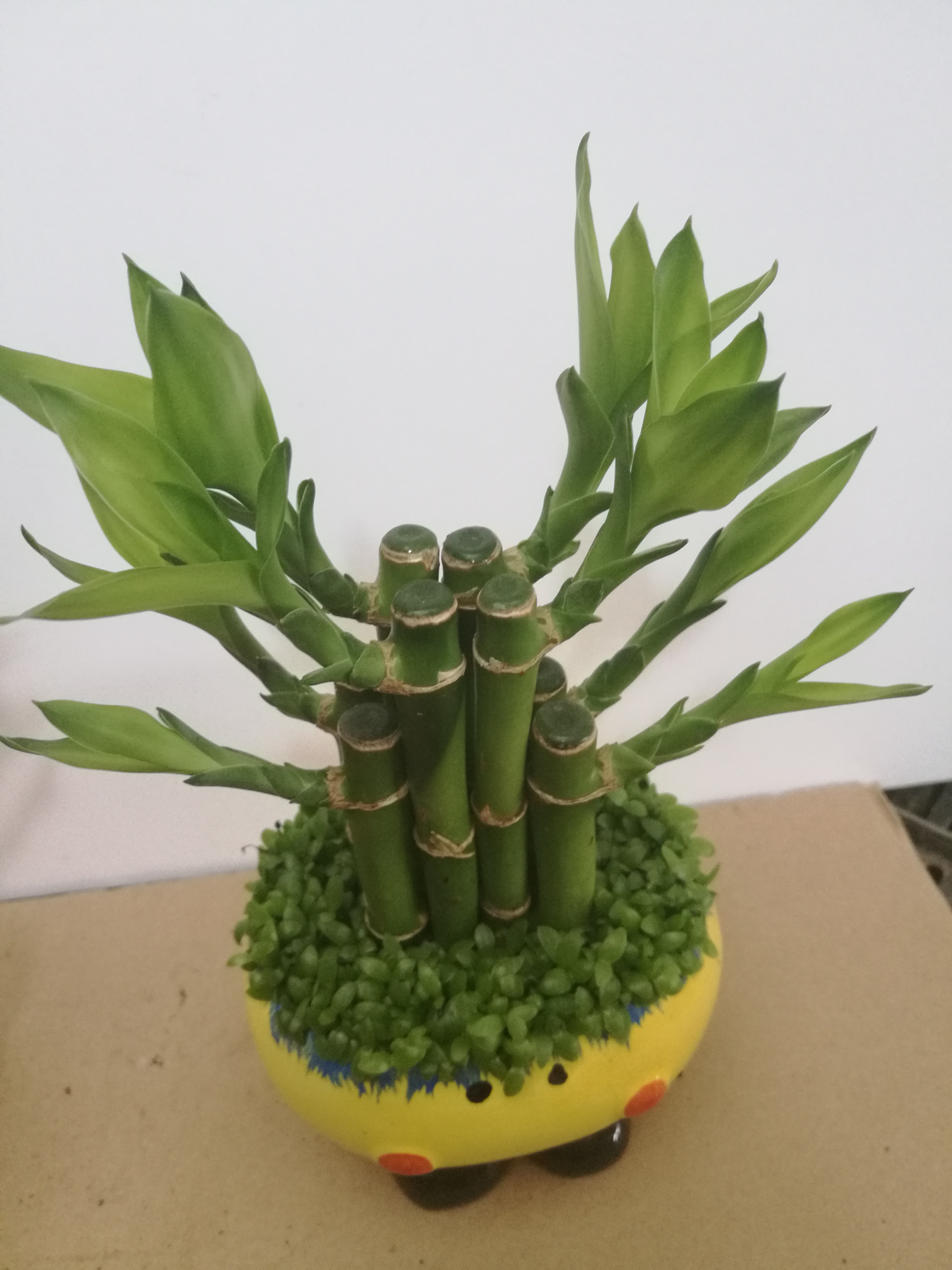 富貴竹