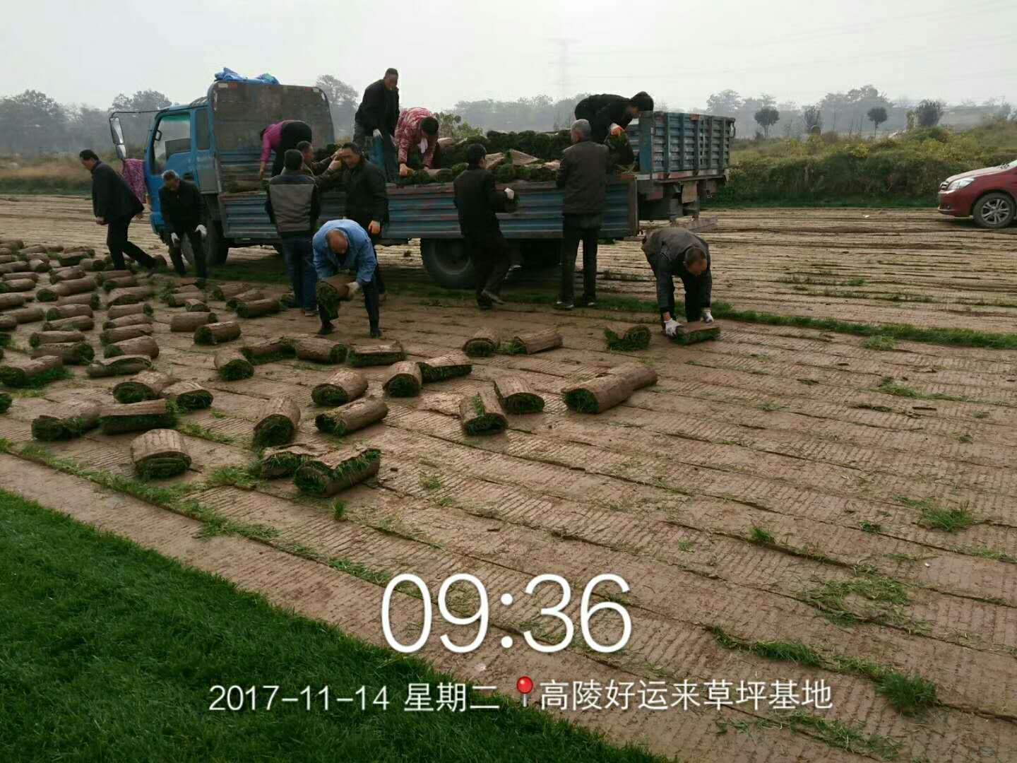 優(yōu)質(zhì)混播草皮批發(fā) 咸陽優(yōu)質(zhì)混播草皮批發(fā)，價格實惠歡迎咨詢