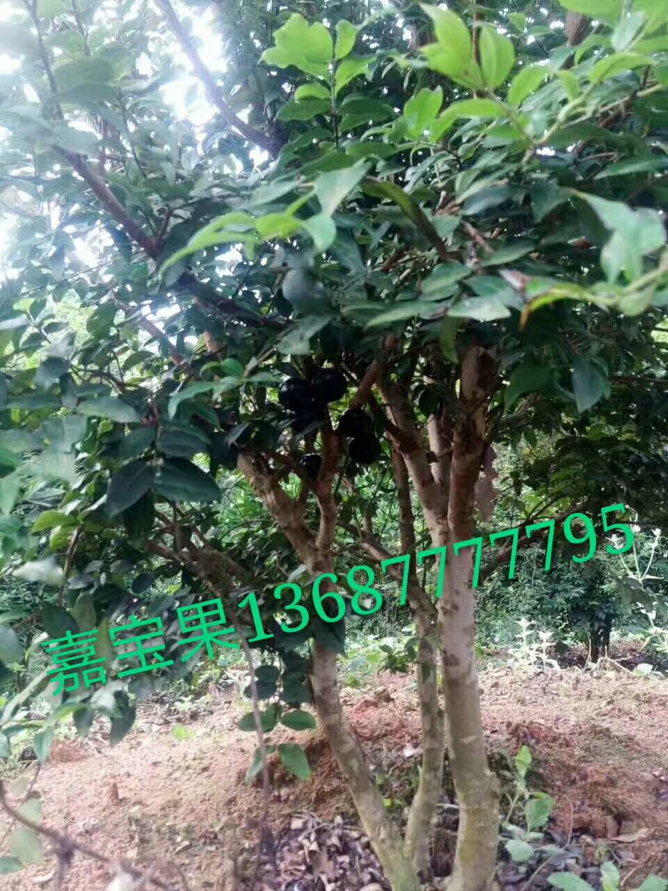 嘉寶果樹出售   嘉寶果樹出售   嘉寶果樹出售
