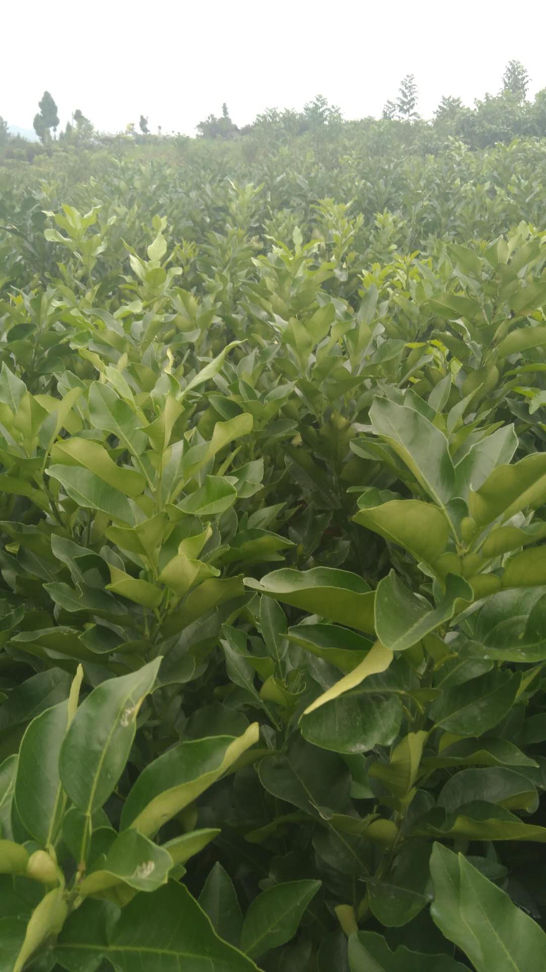 大雅苗 簡陽市大雅苗 簡陽市優(yōu)質(zhì)大雅苗 簡陽市大雅苗基地 簡陽市大雅苗價格 簡陽市大雅苗批發(fā)