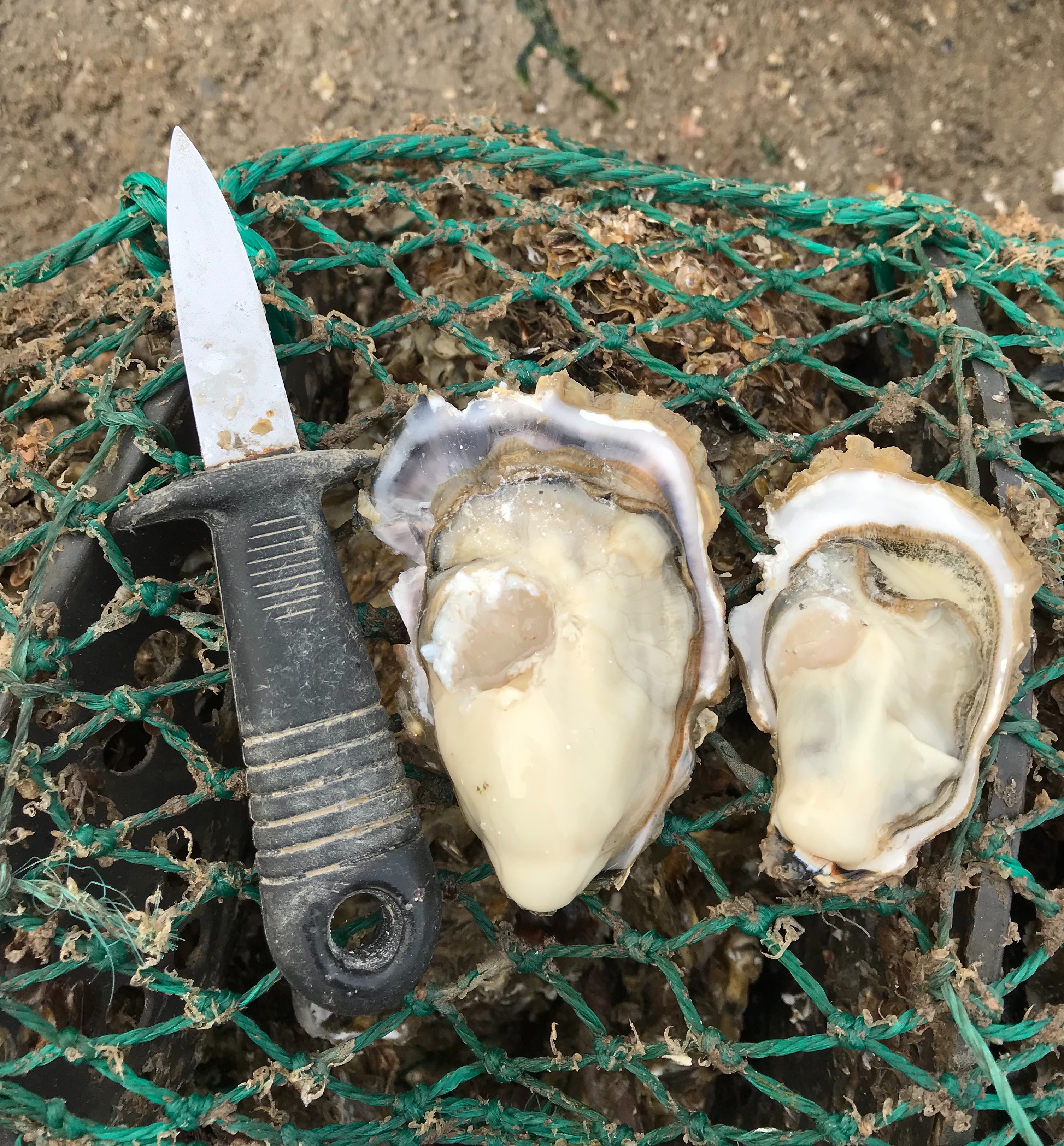 乳山牡蠣多少錢 生蠔價(jià)格一斤多少錢 海蠣子貨源 乳山牡蠣多少錢 生蠔價(jià)格多少錢