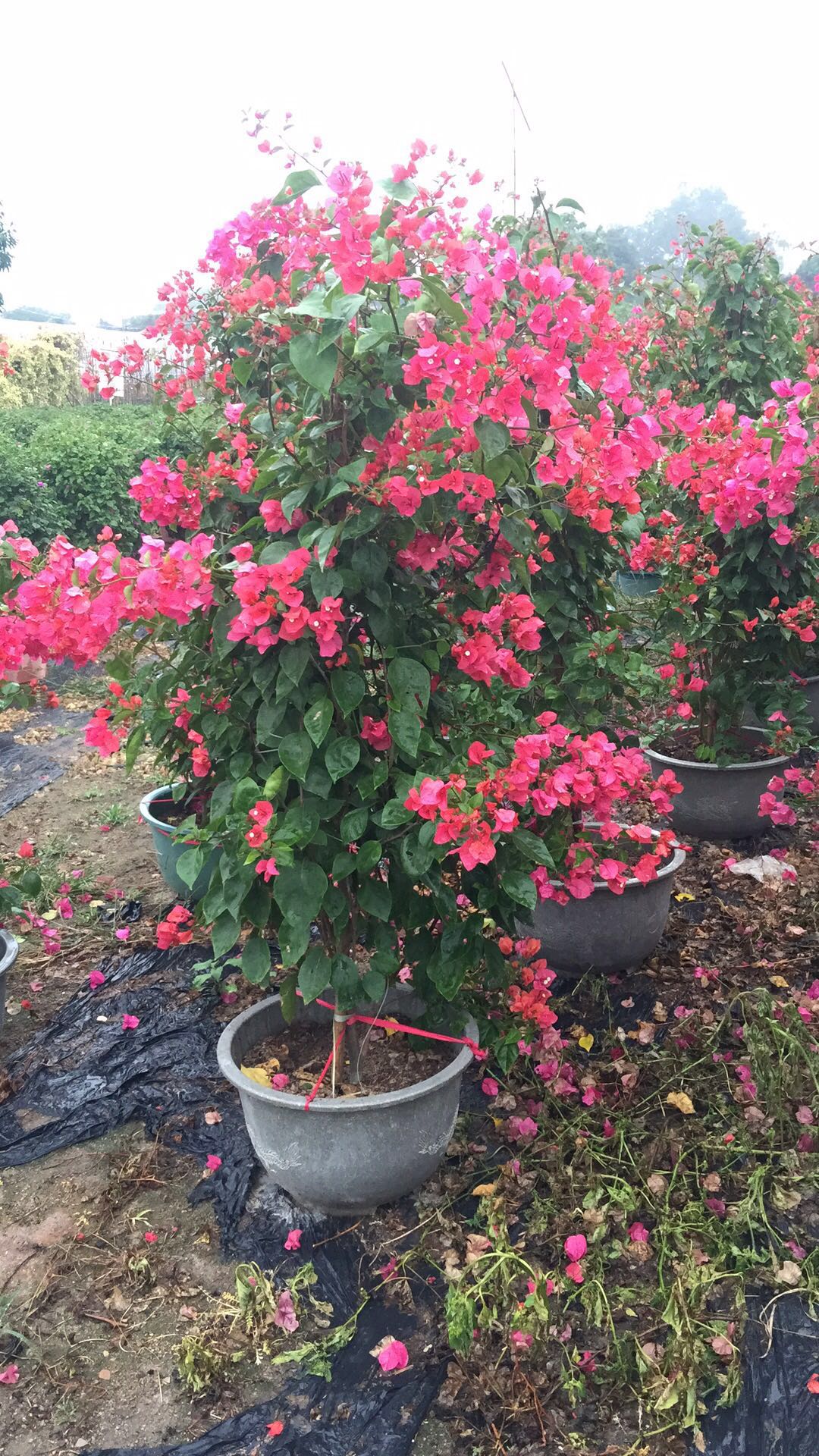 海南粉紅三角梅供應，海南粉紅三角梅采購，海南粉紅三角梅基地，海南粉紅三角梅直銷，海南粉紅三角梅造型