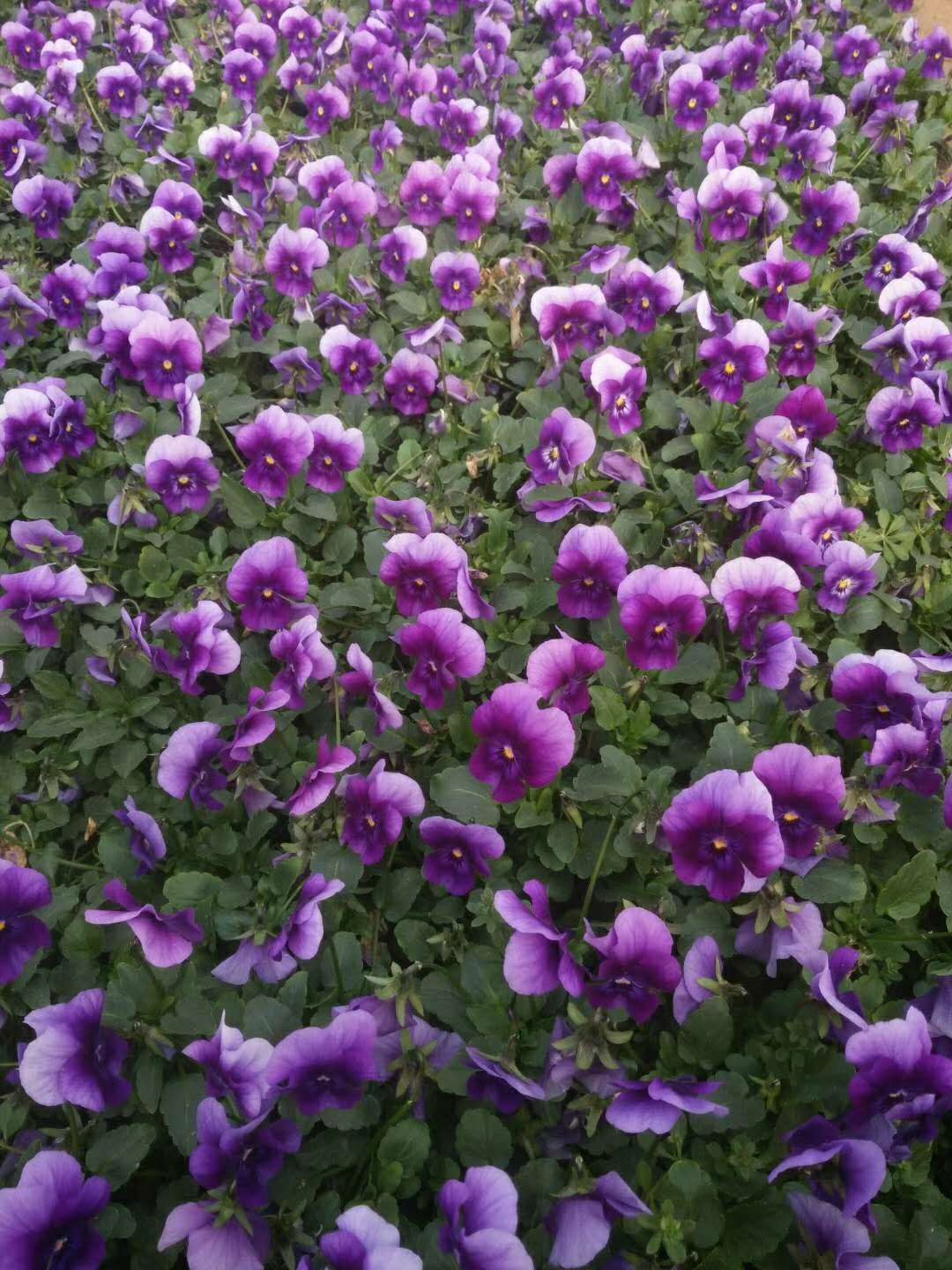 西安北郊草花基地，基地自產(chǎn)自銷。量大從優(yōu)