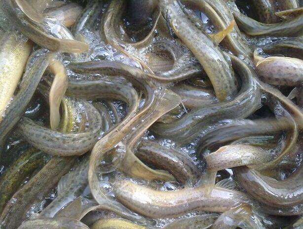 廣州泥鰍苗直銷價格廣州泥鰍苗供應(yīng)商廣州泥鰍苗批發(fā)