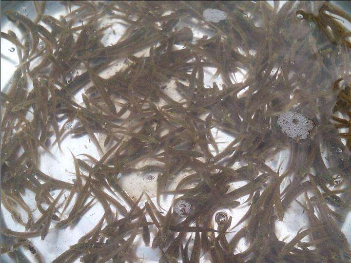 廣州泥鰍苗直銷價格廣州泥鰍苗供應(yīng)商廣州泥鰍苗批發(fā)