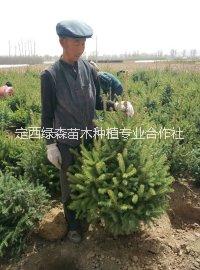 甘肅云杉苗價格、云杉樹苗、甘肅云杉 甘肅云杉價格、云杉、甘肅云杉