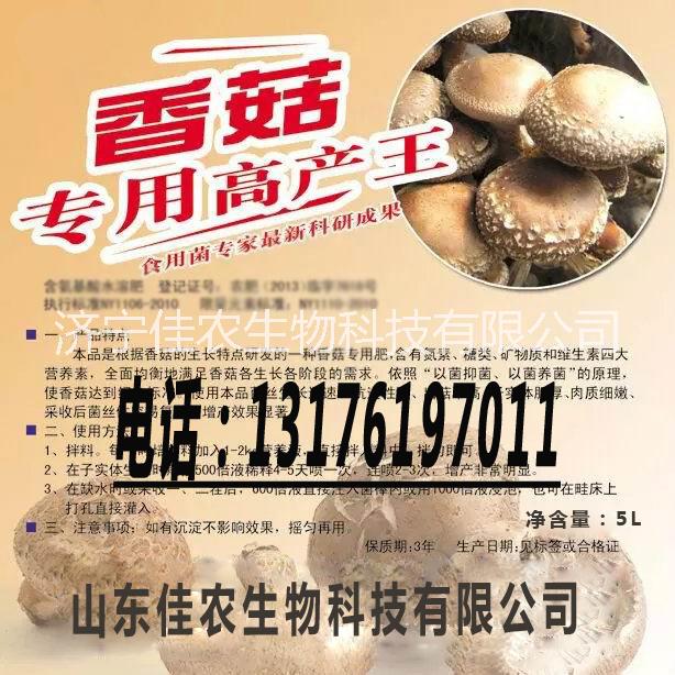 批發(fā)【香菇*高產(chǎn)王】食用菌大棚批發(fā)銷售 出菇率高 供應(yīng)湖北香菇*高產(chǎn)王食用菌大棚