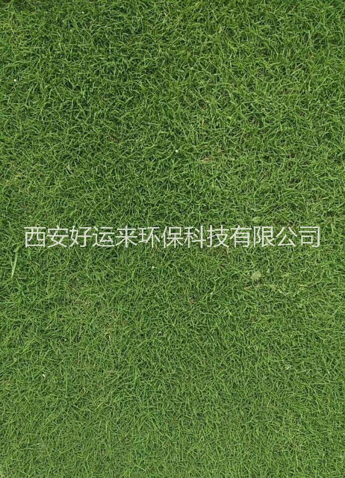 鋪草皮，草皮鋪設(shè) 鋪草皮，草皮鋪設(shè)，西安鋪草皮