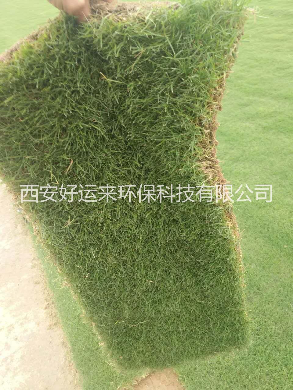 鋪草皮，草皮鋪設(shè) 鋪草皮，草皮鋪設(shè)，西安鋪草皮