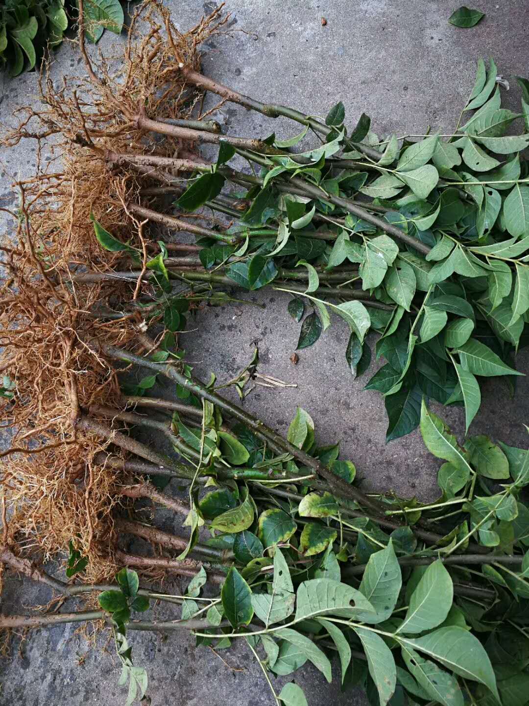 吳茱萸基地 廣西吳茱萸基地，茶辣苗