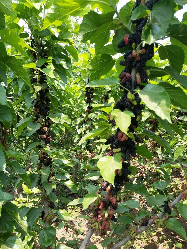 桑椹樹苗價(jià)格   大型玫瑰果桑苗價(jià)格