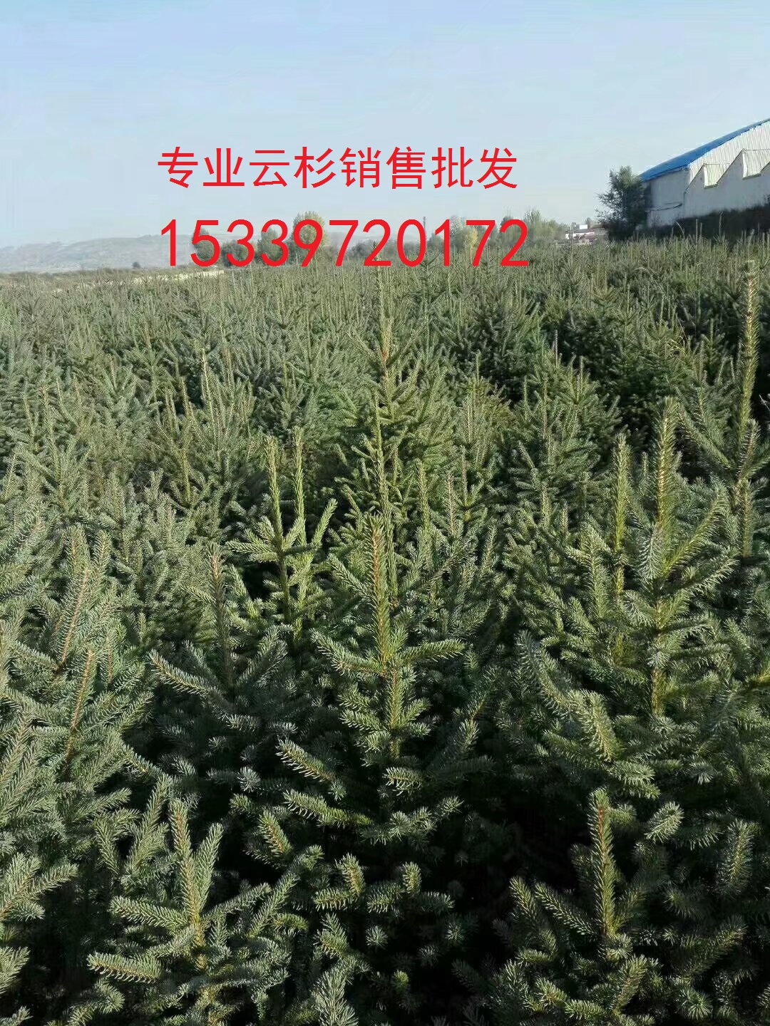 甘肅云杉2米3米云杉樹 西北云杉苗批發(fā)，甘肅云杉、云杉樹苗主產(chǎn)地