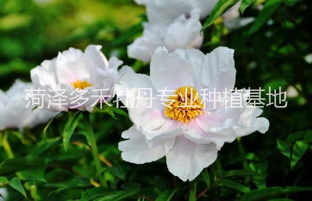 2018年觀賞牡丹\2018牡丹價格\2018牡丹苗多少錢