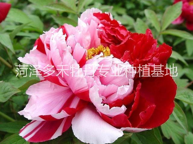 2018年觀賞牡丹\2018牡丹價格\2018牡丹苗多少錢