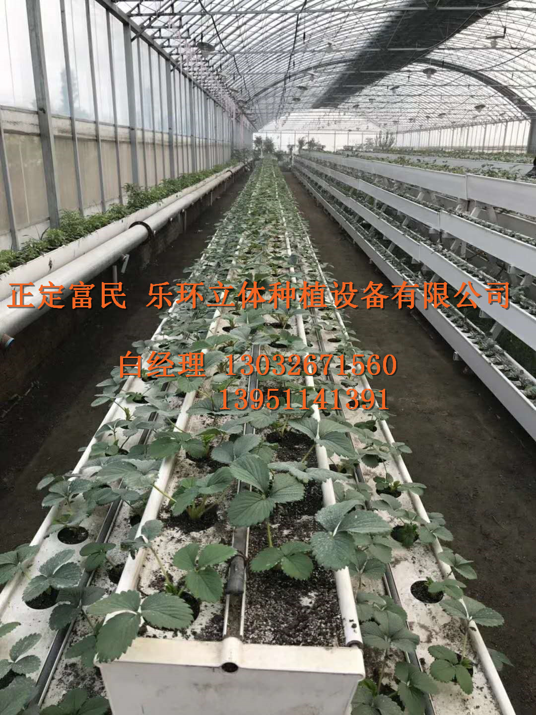 草莓種植槽  立體草莓種植槽