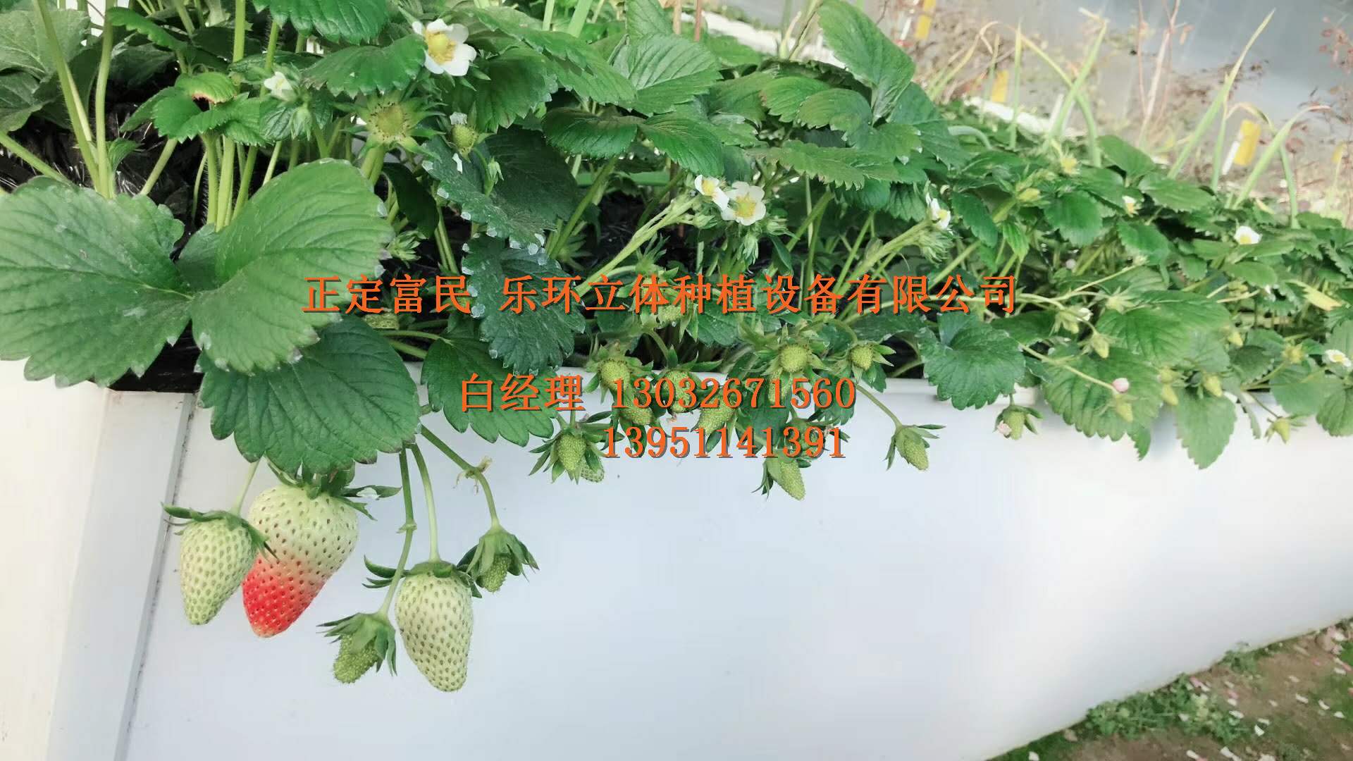 草莓種植槽  立體草莓種植槽