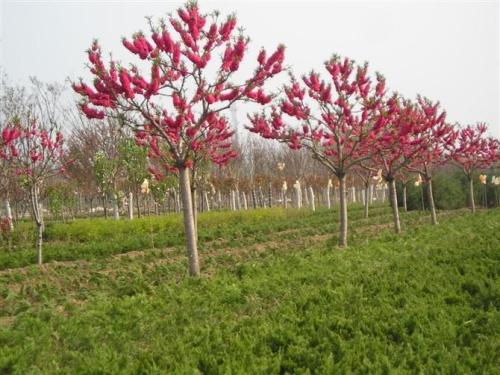 山東紅葉碧桃種植基地直銷價格