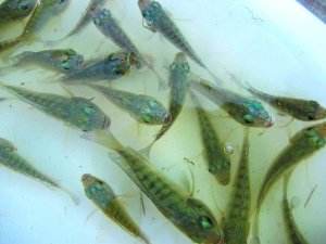 羅非魚