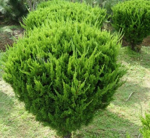 山東造型龍柏種植基地直銷價格