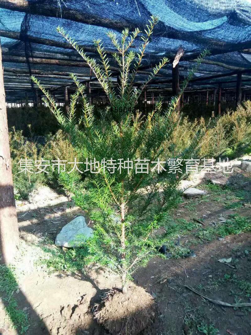 紅豆杉苗 北方紅豆杉 東北紅豆杉苗 苗木基地 綠化苗木 園林綠化 紅豆杉北方紅豆杉苗 紅豆杉 北方紅豆杉