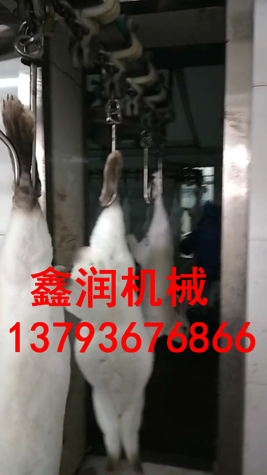 宰兔流水線生產(chǎn)銷售鑫潤(rùn)機(jī)械
