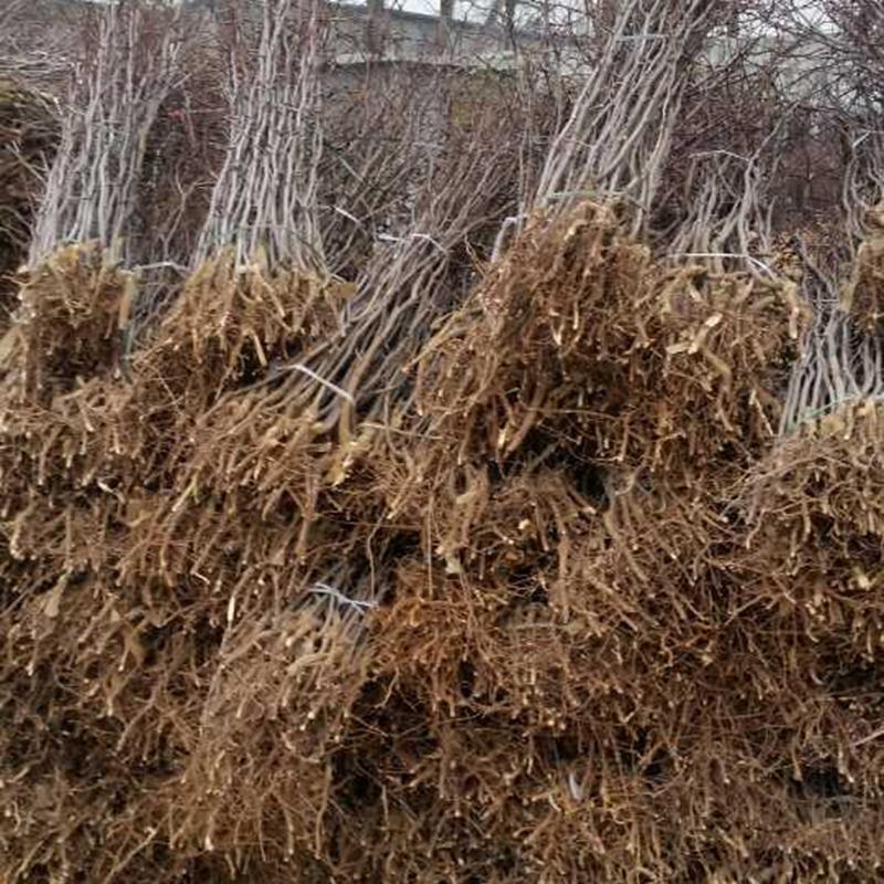 山東冬棗樹苗價格