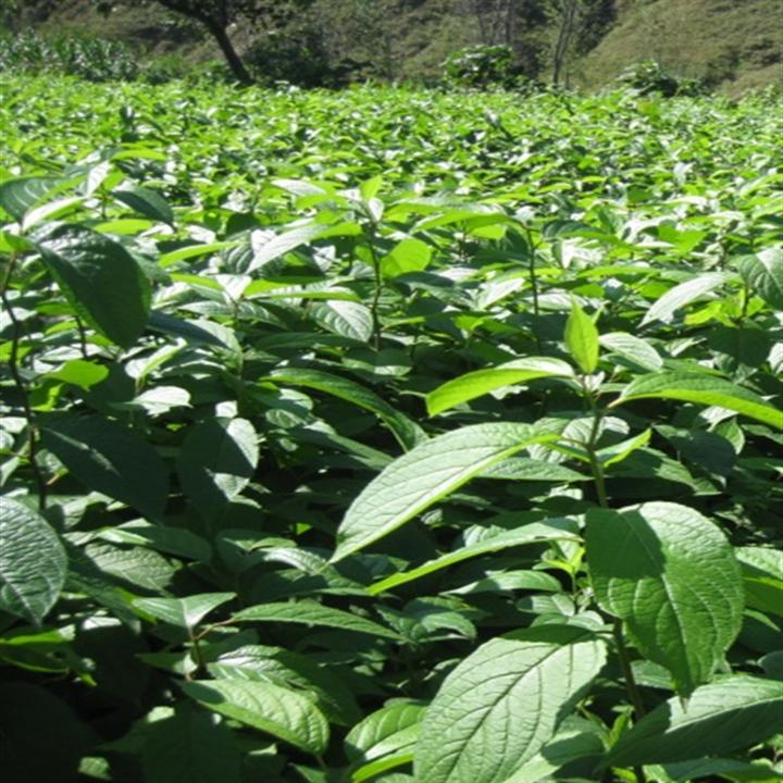 山東泰安杜仲苗