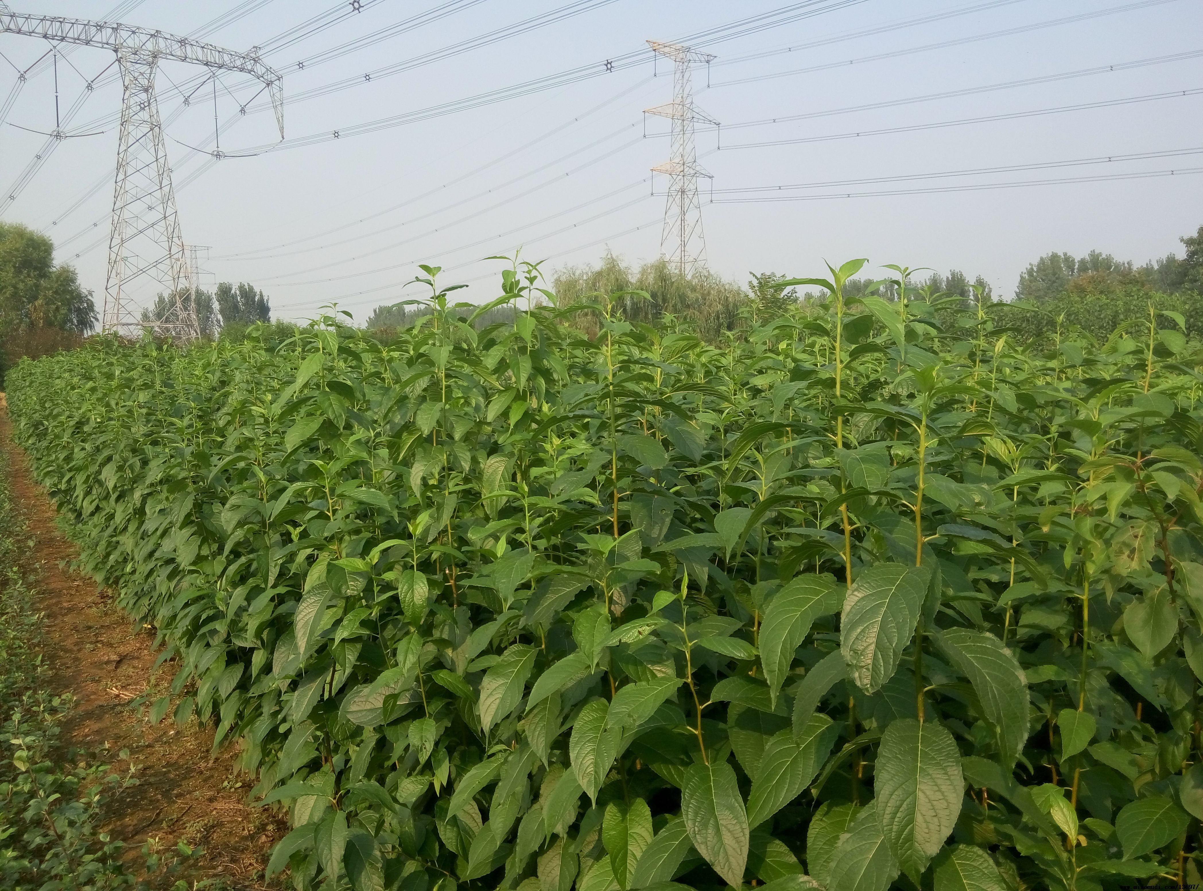 山東泰安杜仲苗