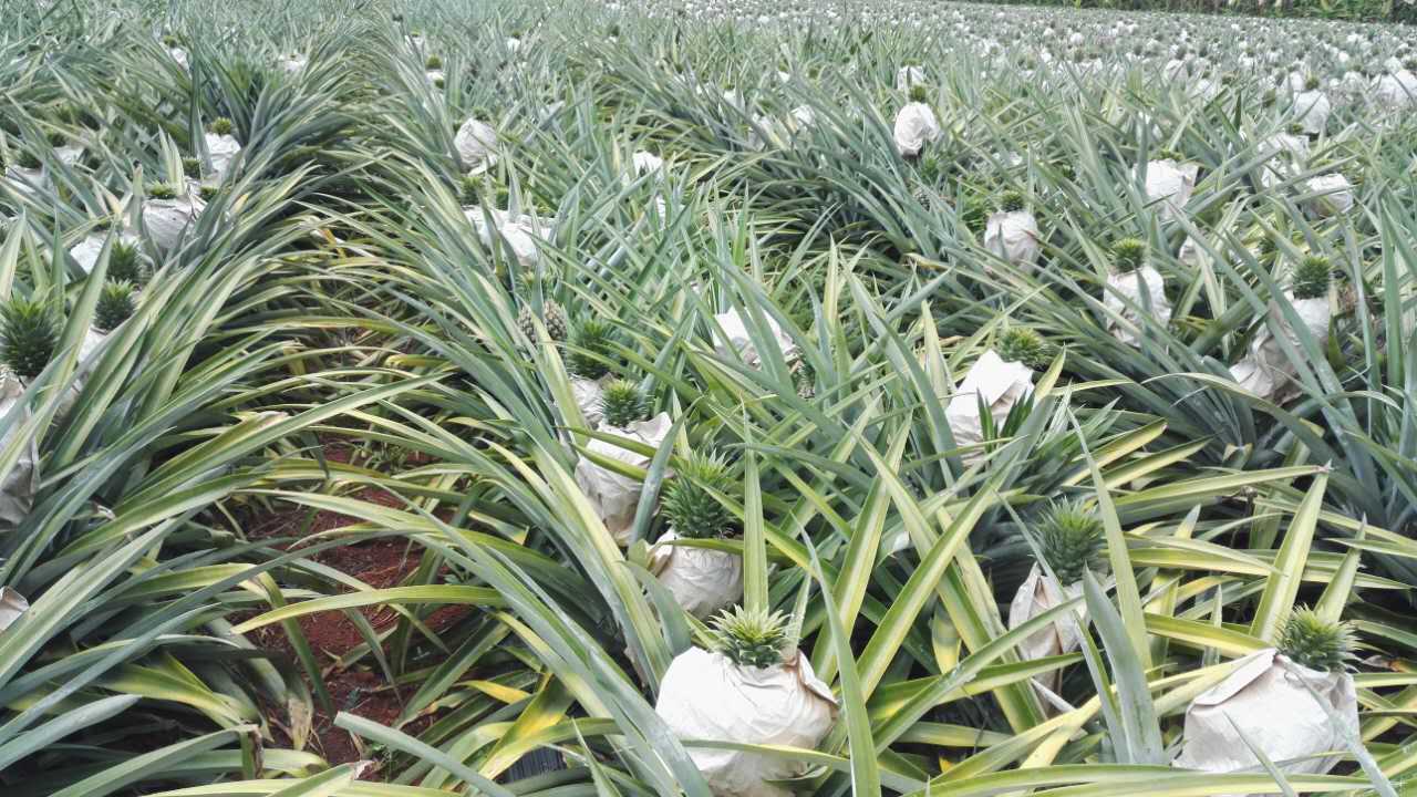新種植產(chǎn)業(yè)品種西瓜鳳梨你要好好了解 西瓜鳳梨苗 鳳梨苗、菠蘿苗 單個果8-15斤