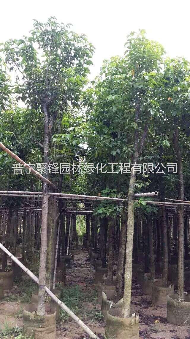 秋楓8-9公分_秋楓8-9公基地直銷_秋楓8-9公產(chǎn)地供應(yīng)_秋楓8-9公批發(fā)價(jià)格