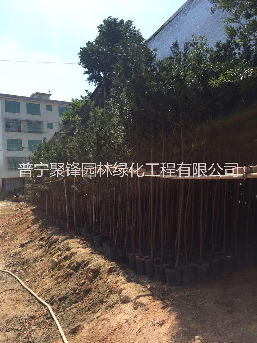 羅漢松1公分胸徑_羅漢松基地直銷_羅漢松價(jià)格_羅漢松批發(fā)_羅漢松粵東哪家好價(jià)格便宜