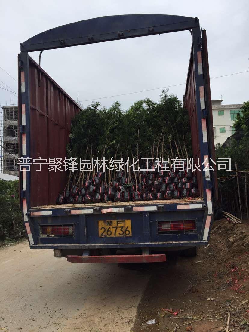 羅漢松1公分胸徑_羅漢松基地直銷_羅漢松價(jià)格_羅漢松批發(fā)_羅漢松粵東哪家好價(jià)格便宜