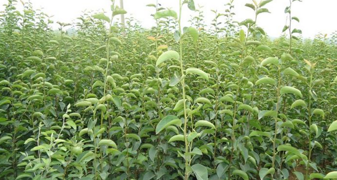 秋月丑梨供應(yīng)秋月丑梨供應(yīng)商 秋月丑梨專賣店 秋月丑梨售賣  秋月丑梨苗基地 秋月丑梨基地秋月丑梨批發(fā)秋月丑梨售賣