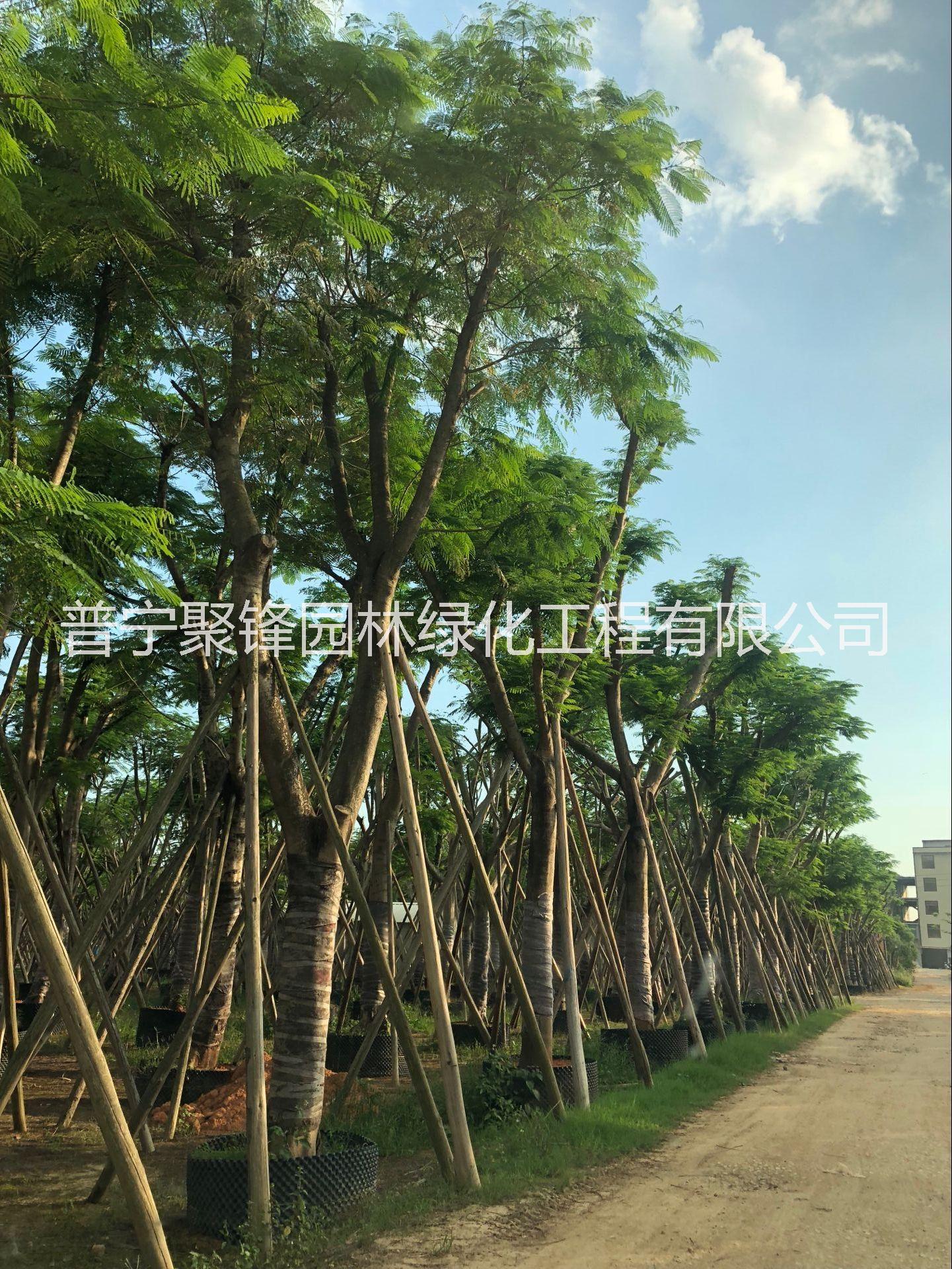 鳳凰木A貨骨架30分_鳳凰木種植基地_鳳凰木基地直銷_鳳凰木批發(fā)價格_揭陽普寧鳳凰木哪家好價格便宜