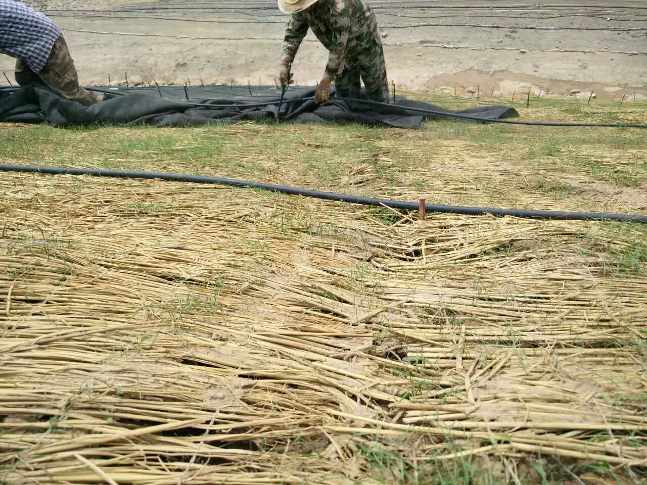 蜂巢格室