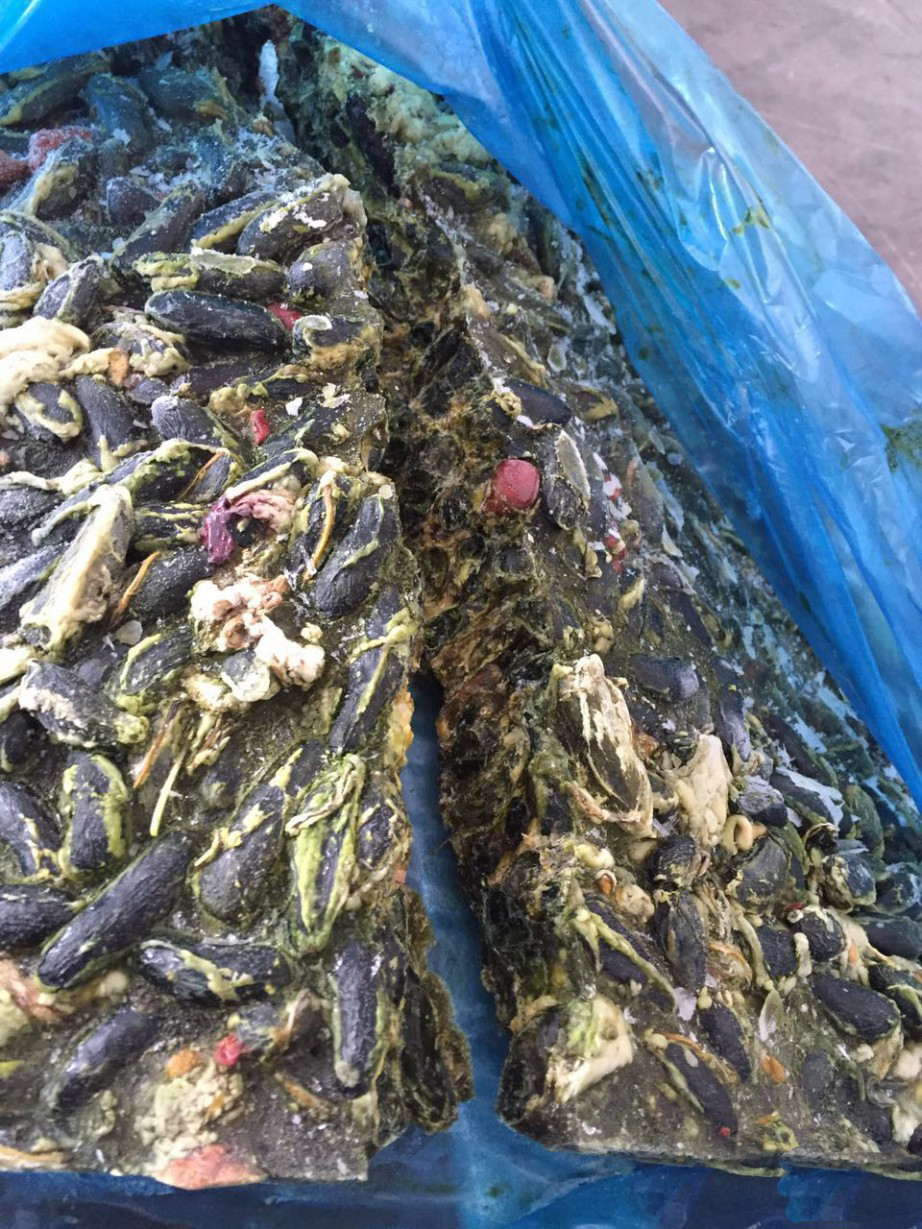種雞分割廠家 雞苦膽