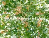 眉山銀杏樹苗現(xiàn)貨供應(yīng) 銀杏樹苗售賣優(yōu)惠