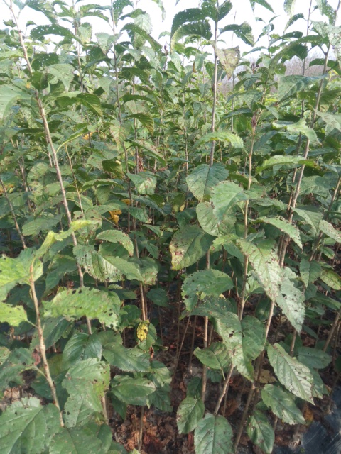 黑珍珠櫻桃小苗，紹興黑珍珠櫻桃小苗批發(fā)，櫻桃小苗批發(fā)