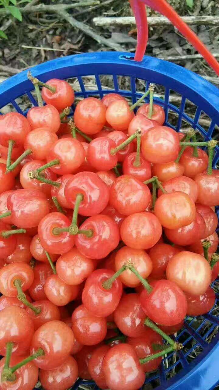 黑珍珠櫻桃小苗，紹興黑珍珠櫻桃小苗批發(fā)，櫻桃小苗批發(fā)